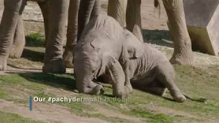 Elephant Milk Study