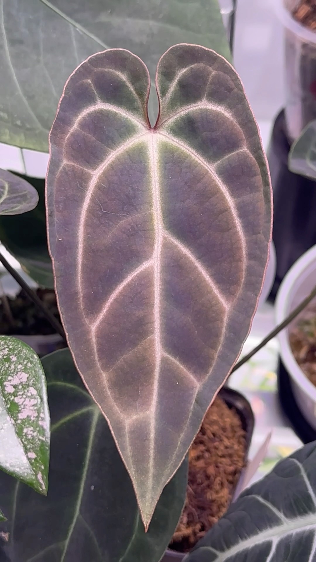 Anthurium Besseae Wonderboy x Michelle ​⁠‪@HouseOfMerak
