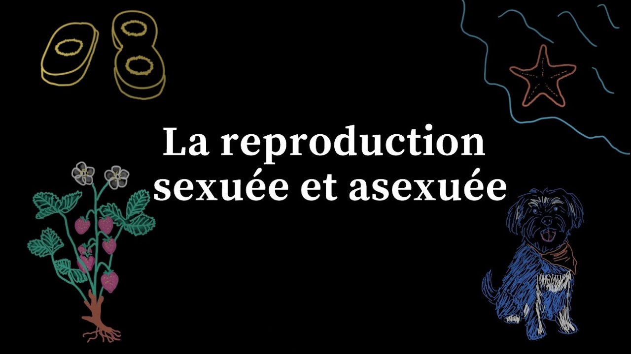La reproduction sexuée et asexuée