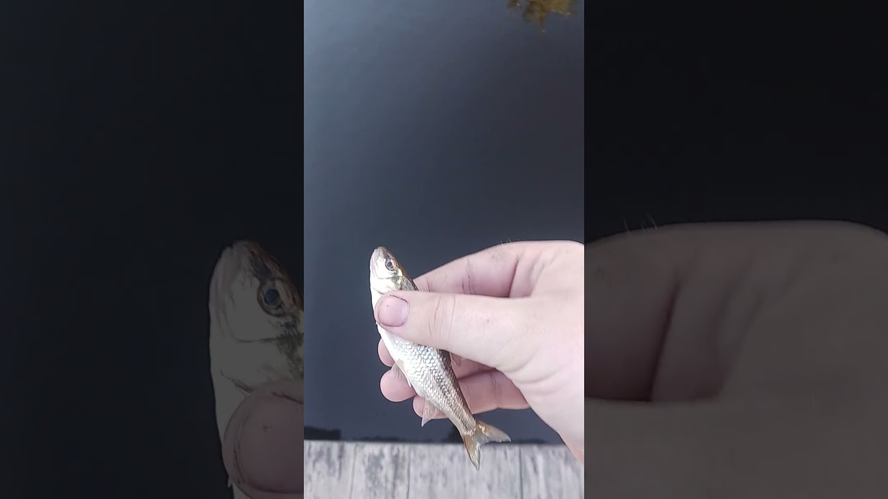 Little bait fish Rockwood 25'