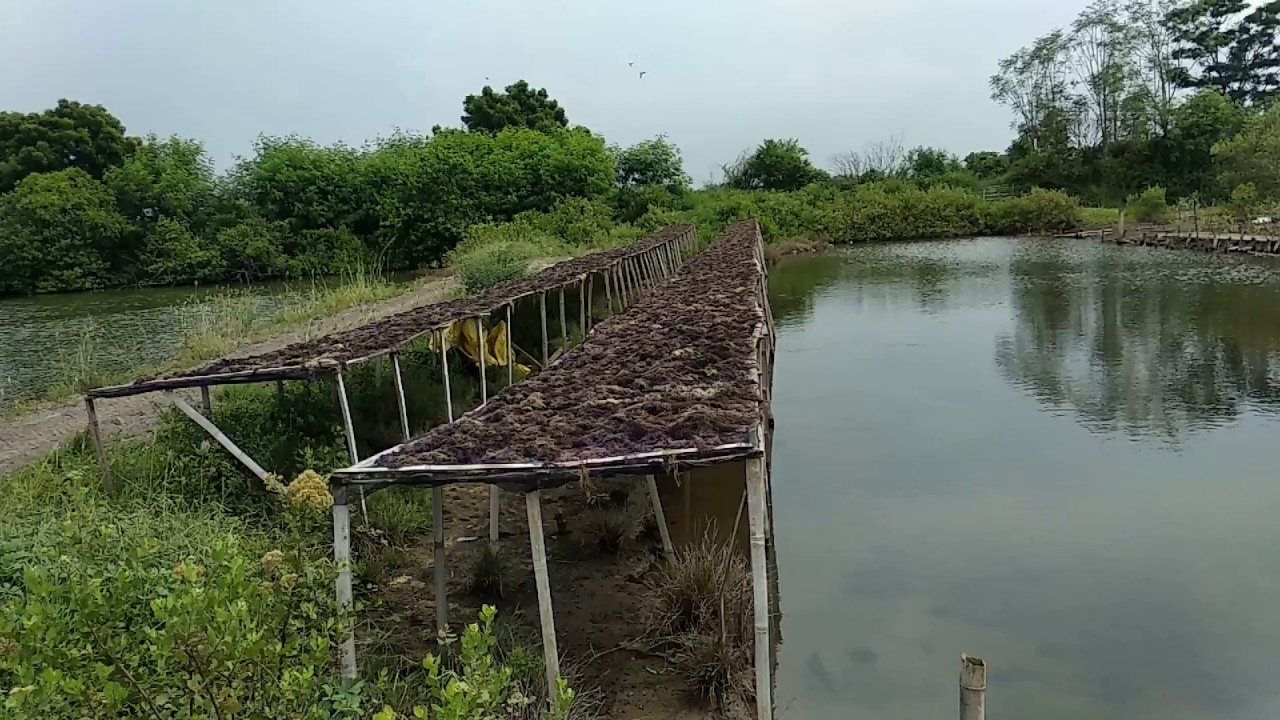 Tambak Rumput Laut Sidoarjo yg Sejuk n Indah 