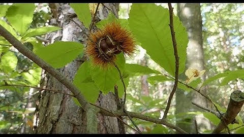 HẠT DẺ RỪNG/ĐI NHẶT HẠT DẺ RỪNG CUỐI THU Ở PHÁP/ Mỹ Hường/cuộc sống Pháp