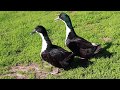 Black swedish adult ducks