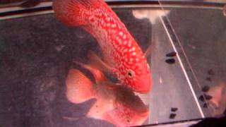 DSCF1531.AVI