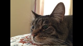 Thunder Cat Meow Movie Made by Google Photos