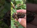 शेतीविषयक सर्व माहिती मिळेल. 7387107174 #farming #इतिहासके10प्रश्र #flood #maharashtra #happy