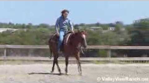 Reys Badger Of Love   ***For info, price, etc., go to our website*** Valley View Ranch