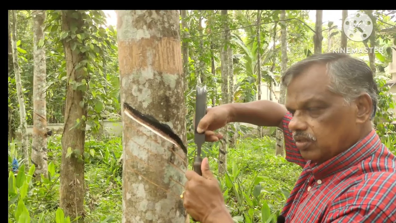 (38)തണ്ണിപ്പട്ട മുറിയാതെ ഉയരമുള്ള വെട്ടു ചാൽ എങ്ങനെ ടാപ്പിംഗ് ചെയ്യാം