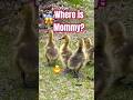 The baby goslings got lost #shorts