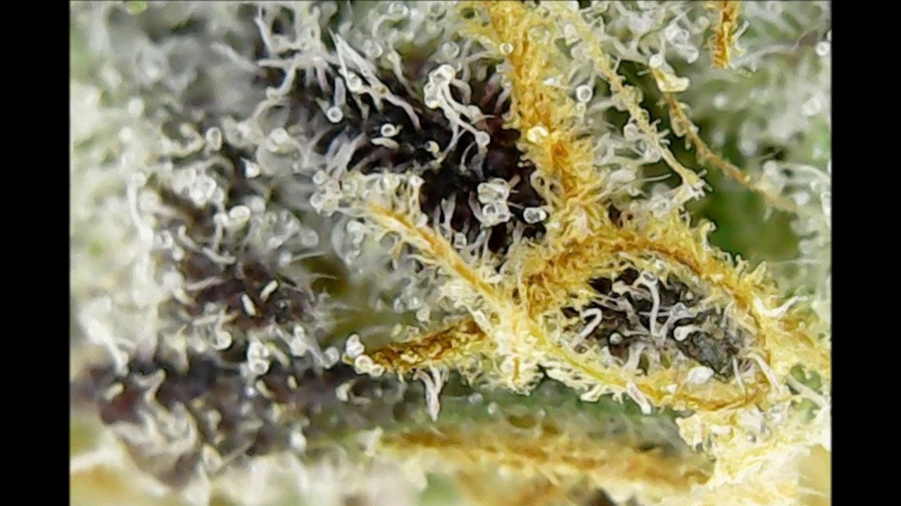 Trichomes - Blue Dream - King Cake - 50X/500X - Double Down