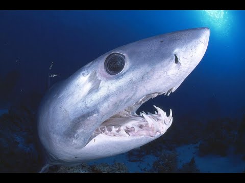 How to deploy the Spartan Tackle Maraca Float Leader! Shark Fishing (LBSF)