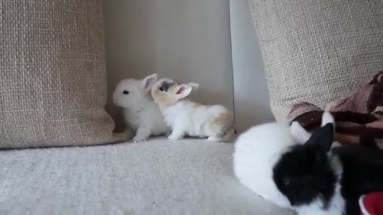 Jumping Baby Bunnies