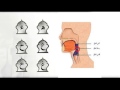 التجويد المبسط  - مخارج الحروف -  مخرج الحلق