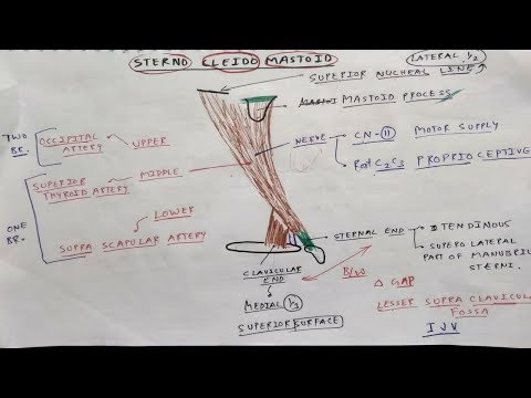 Sterno Cleido Mastoid Muscle Anatomy | TCML