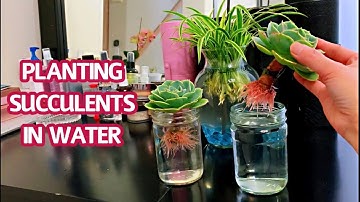 #150 PROPAGATION SUCCULENTS | PLANTING SUCCULENTS IN WATER | Trồng sen đá trong nước