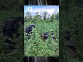 Decomisan arsenal y erradican 16 mil matas de marihuana en operativo en Petén