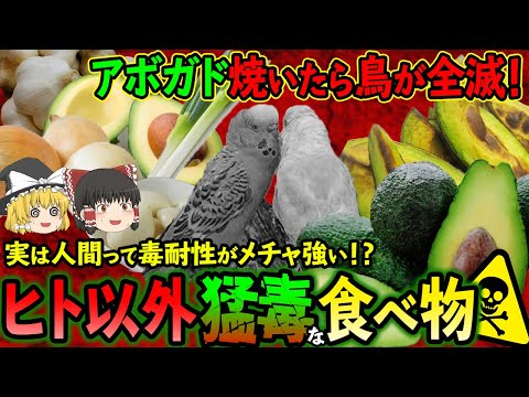 【ゆっくり解説】アボカドを焼いたら鳥が全滅！？ヒト以外に猛毒な食べ物たちについて