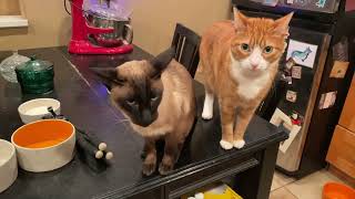 If Cats Could Talk They Would Very Aggressively Demand Dinner by The Stumpy Brigade 315 views 1 year ago 2 minutes, 36 seconds