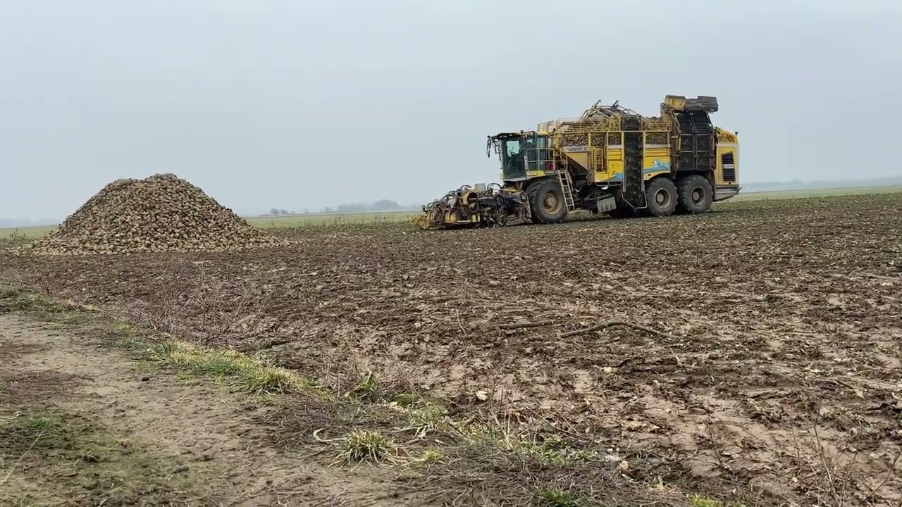 Ostanie kopanie buraków! Rezygnuje! Ropa Tiger 6S