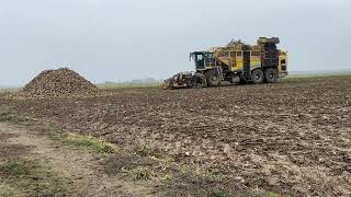 Ostanie kopanie buraków! Rezygnuje! Ropa Tiger 6S