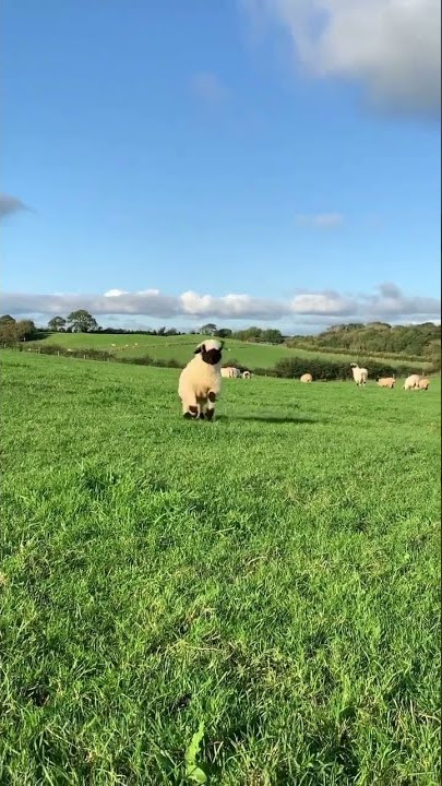 SHAUN THE SHEEP IN REAL LIFE