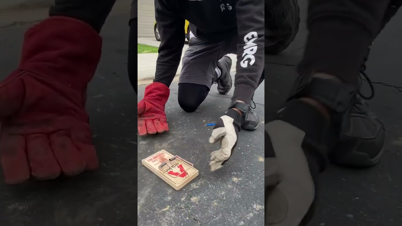 Rat trap vs hand!!