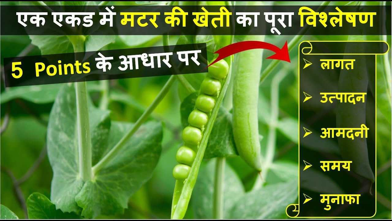 एक एकड़ हरी मटर की खेती में लागत, आमदनी और प्रॉफिट की पूरी जानकारी
