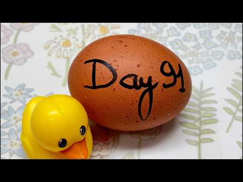 RAW EGG PEELING LIVE #asmr #shortsfeed