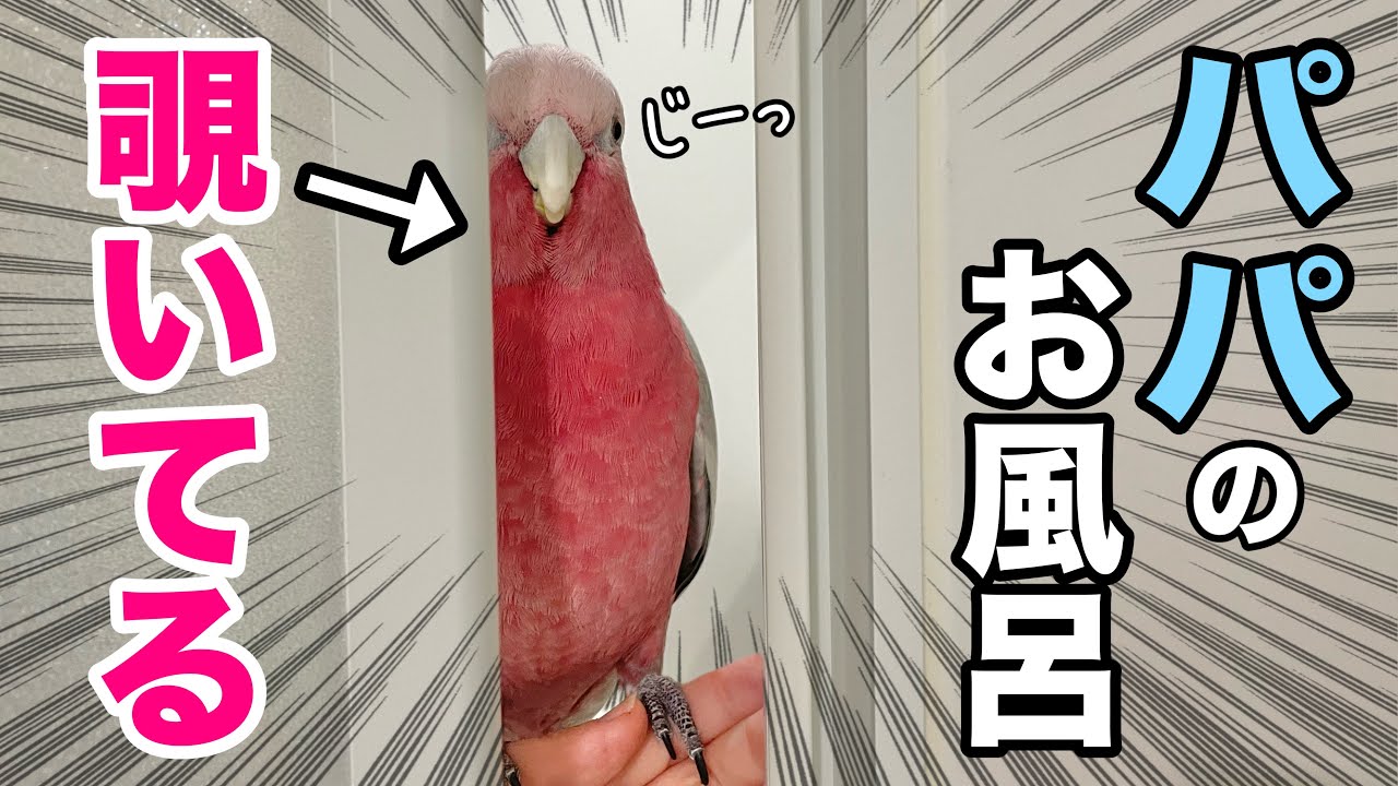 パパが好きすぎて入浴中に覗きに行っちゃう変態オウムがこちらですww【モモイロインコ】