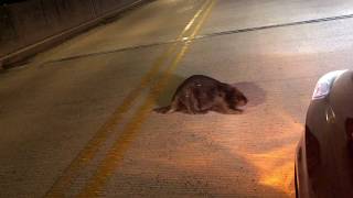 Leave It To Beaver