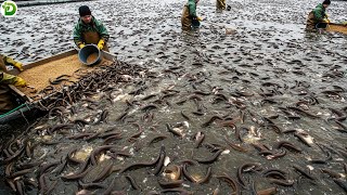 Download lagu Inside Farming and Processing of Billions of Eels by Southeast Asian Farmers – Eel Farm Secrets
