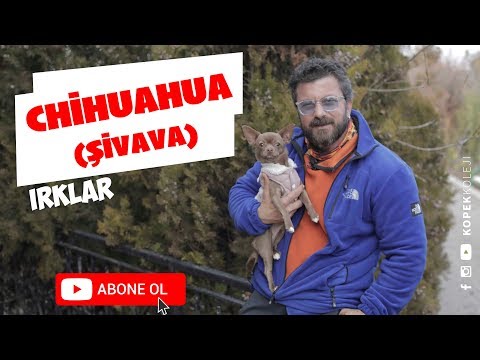 Video: Chihuahua Hua'nın özellikleri Nelerdir?