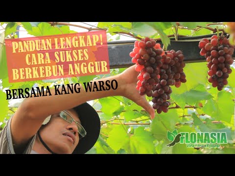 Video: Splitting Grapes On Vine - Apa yang Harus Dilakukan Saat Kulit Anggur Retak Terbuka