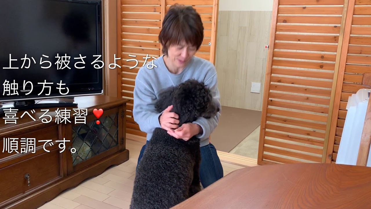 1 セラピー犬レッスン スタンプーパッシュくん 相模原でセラピードッグ育成 子犬のしつけなら Smile Smile 1 セラピー犬レッスン スタンプーパッシュくん 相模原でセラピードッグ育成 子犬のしつけなら Smile Smile