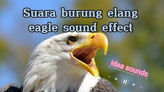 Suara Burung Elang No Copyright | Eagle Sound Effect