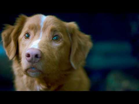 【お利口すぎる♡】監督も絶賛する天才ワンちゃん／映画『GOOD BOY／グッド・ボーイ』メイキング映像