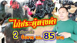 ประดู่หางดำ ไก่บ้านพันธุ์ดี เลี้ยงง่าย โตไว 2 เดือนจับขาย ประกันรายได้ กก. 85 บาท