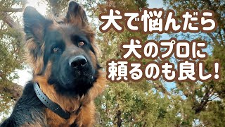 のん　ジャーマンシェパード　【A】 mqdefault.jpg