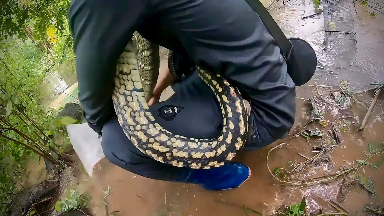Liều Mình Thu Phục Quái Vật Dài 3m Khu Suối Hoang