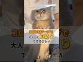 コロコロテープ使って猫の爪切りをした結果が爆笑すぎたwww