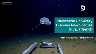 Newcastle University Discover New Species In Java Trench