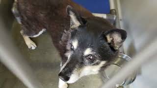 acs A663726
