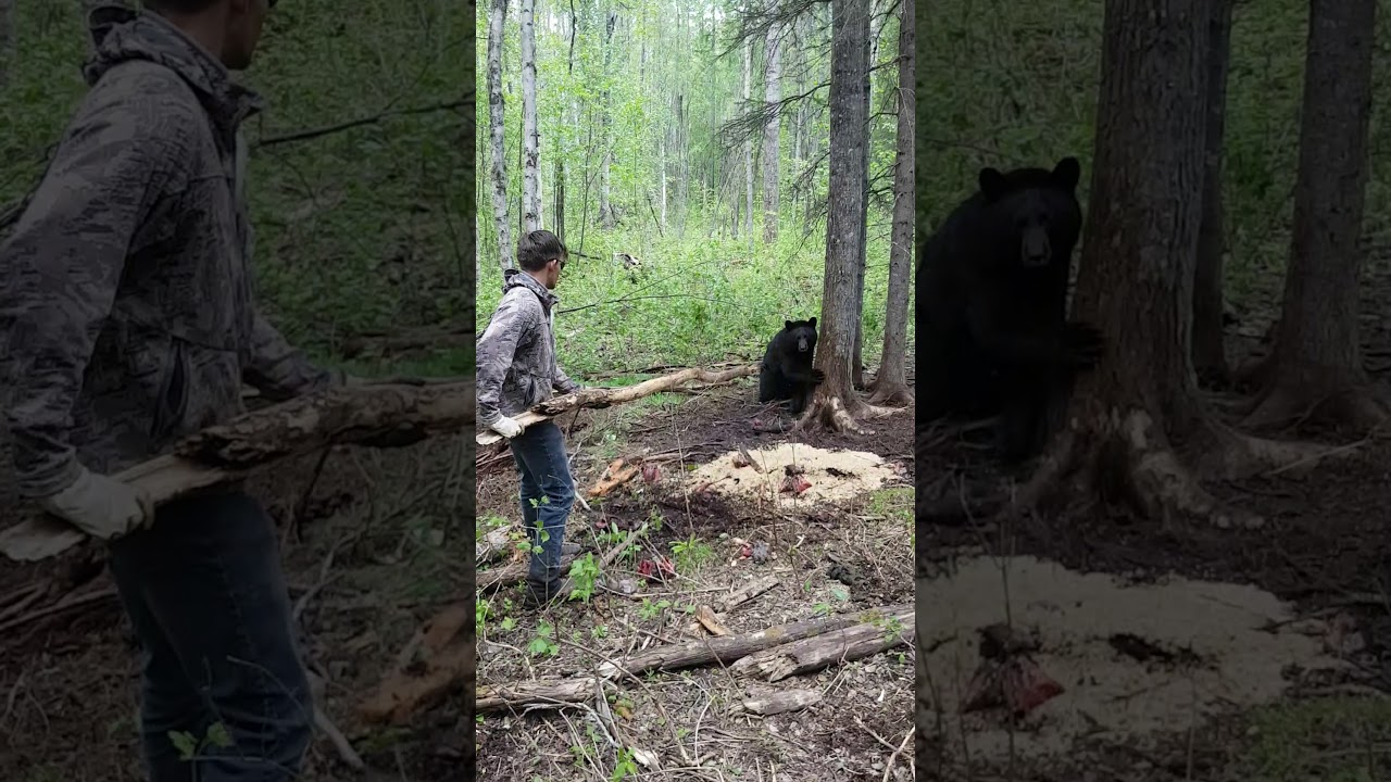 Bear Baiting Season YouTube