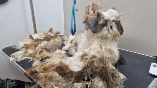 Matted Dog