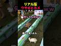 リアル版ウサギとカメ