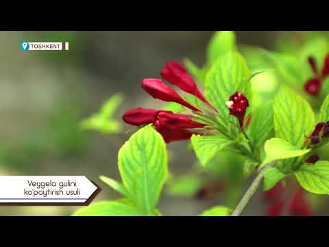 Video: Azalealarning qishki parvarishi - Azalea butalarini qishga tayyorlash