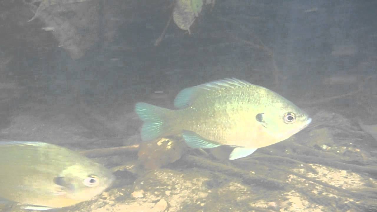 外来魚 沖縄島ブルーギル Youtube