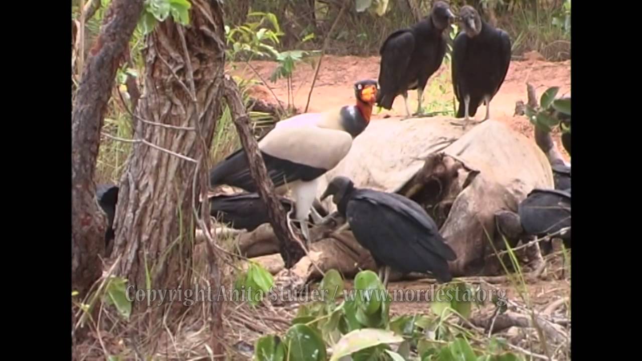 (Sarcoramphus papa) King Vulture/Urubu-rei