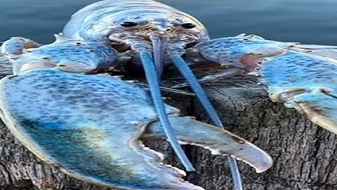 [FNaF/DC2] READ DESC. Collab part for @idontknoow465