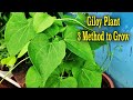 Three Methods to Grow Giloy Plant at Home | Identification of Giloy | Amrita | Heart-leaved moonseed